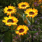 🌻☀️ LIMITED-TIME OFF! 3-Head Solar Sunflower Garden Light – Realistic Petals, IP65 Weather Resistance & Warm White Glow ✨