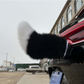 ⏳Limited-time 50% off 🚗🐾 Remote Control Electric Car Tail – Make Your Car Stand Out