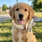🥳Last Day Buy 1 Get 1 Free!!💦🐕Summer Pet Cooling Collar Wrap🧊🐱