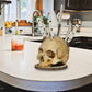 🎃🔥 FLASH SALE — 50% OFF 🔪 Gothic Skull Knife Holder – Durable Resin, Versatile Knife Storage & No Installation