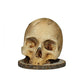 🎃🔥 FLASH SALE — 50% OFF 🔪 Gothic Skull Knife Holder – Durable Resin, Versatile Knife Storage & No Installation