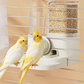 🐦 2-in-1 Automatic Bird Feeder and Waterer for Cage – Space-Saving Design 💧